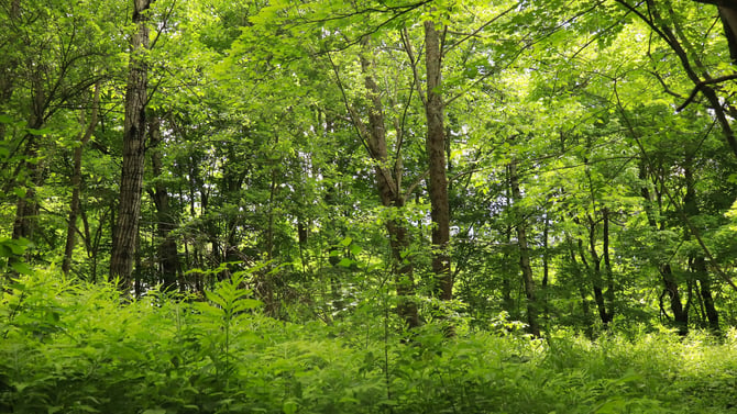 4 of the Most Scenic Green Mountain Hiking Trails