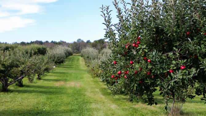 This Is Why You'll Love Wellwood Orchards